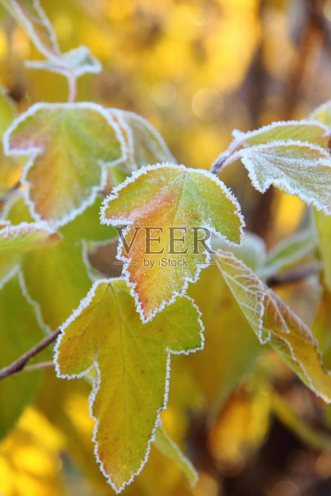 干草。白霜。照片摄影图片