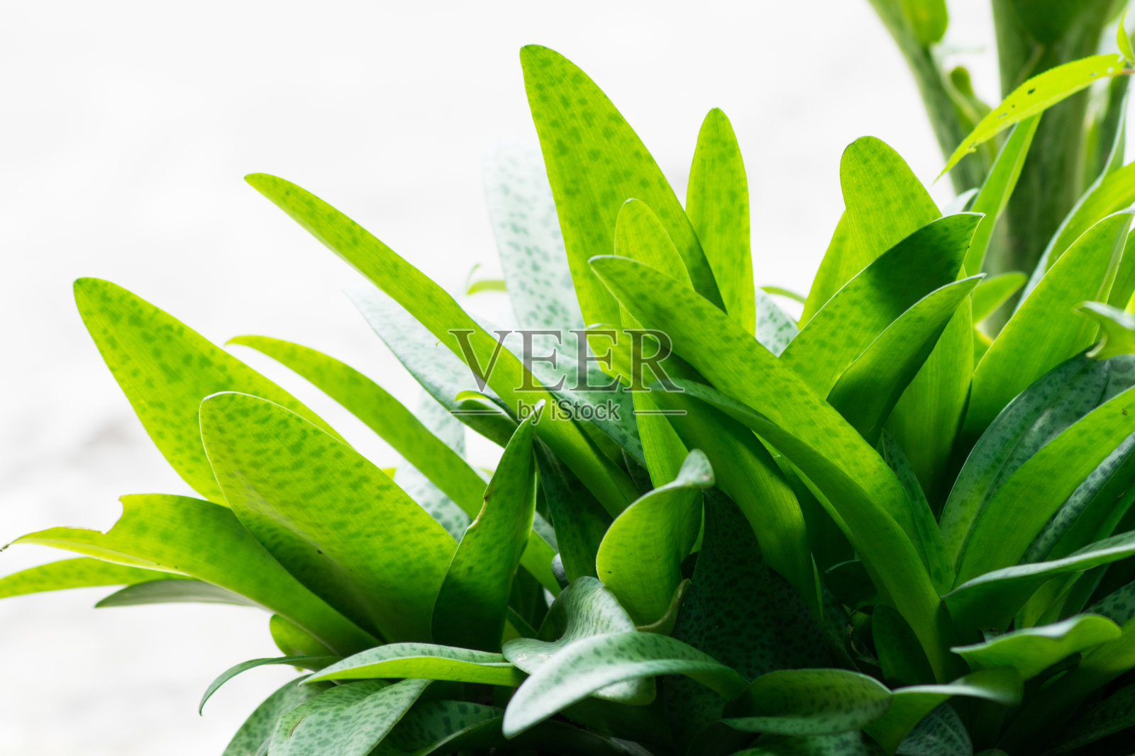 靠近绿色植物的叶子照片摄影图片