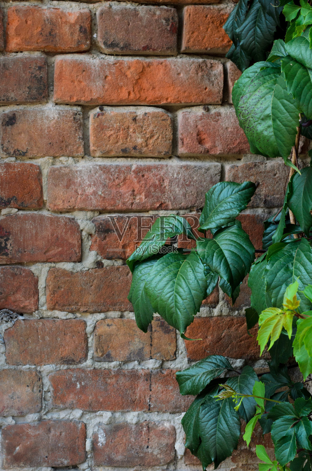 背景是一堵带有常青藤叶子的砖墙照片摄影图片