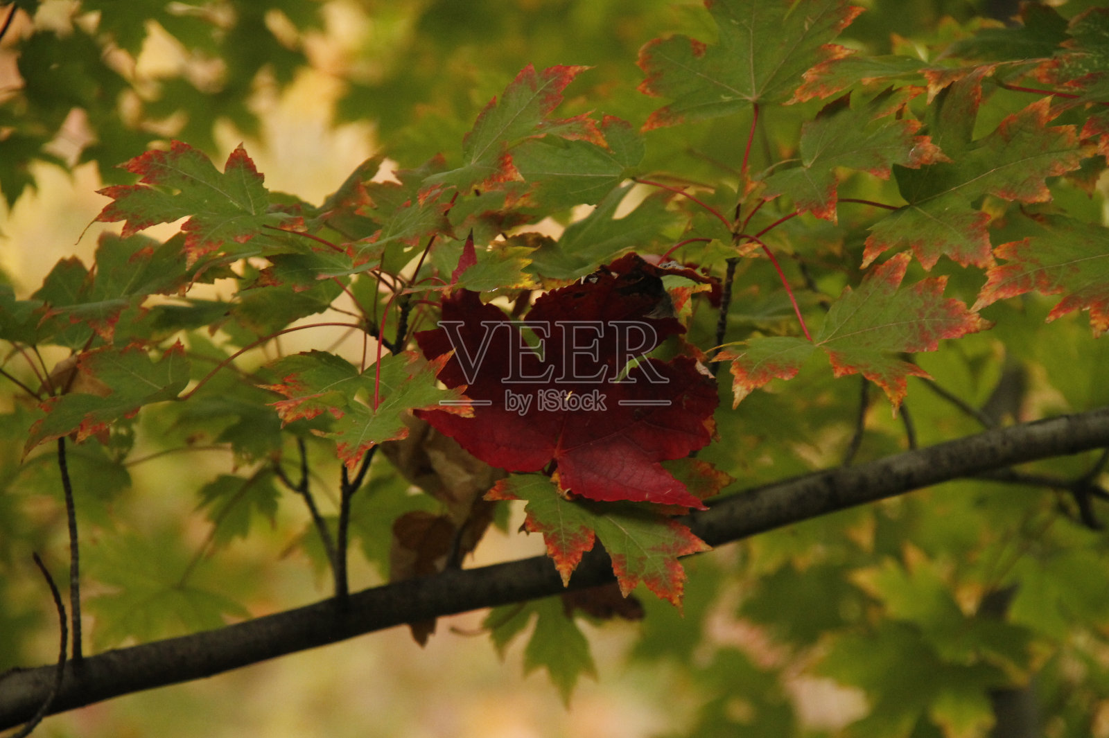 自然照片摄影图片