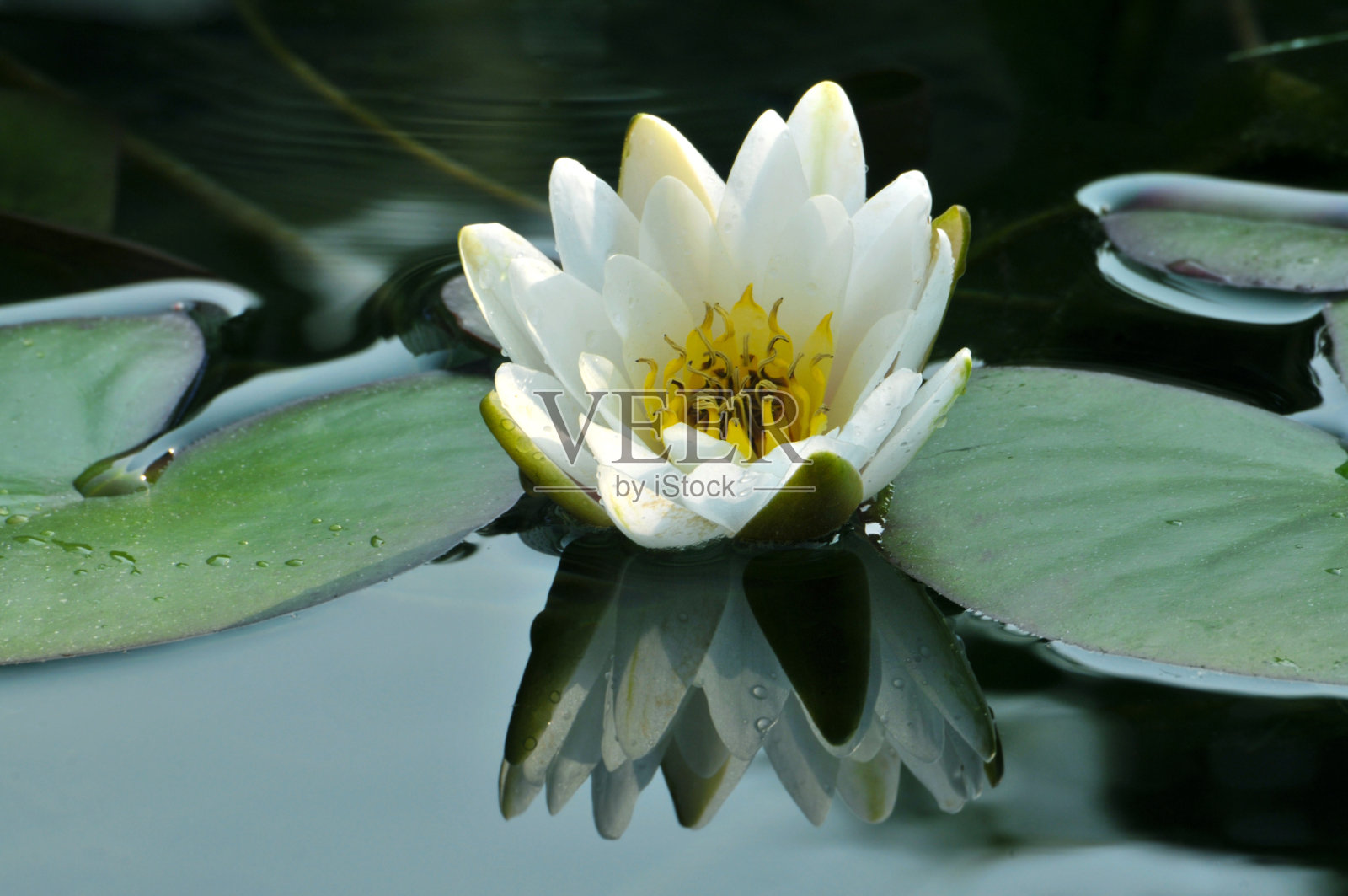 自然美照片摄影图片