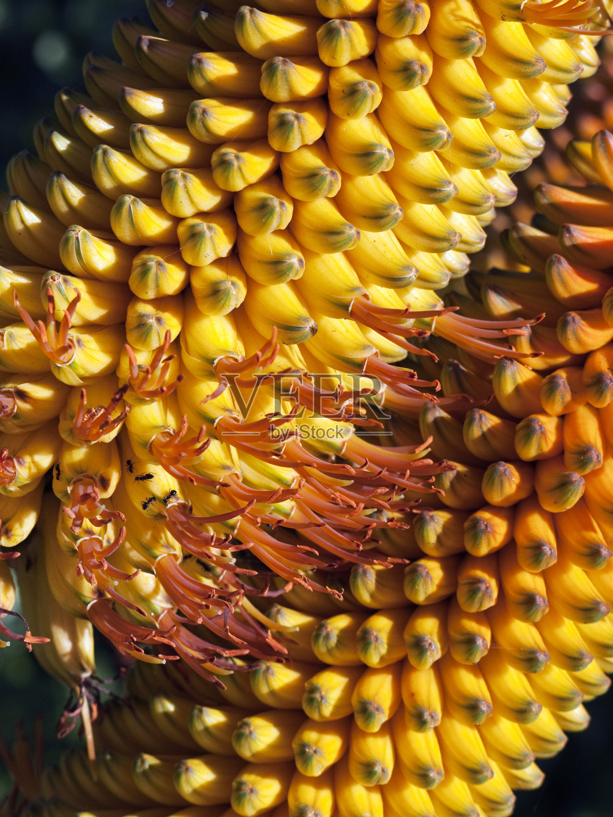 扑克照片摄影图片