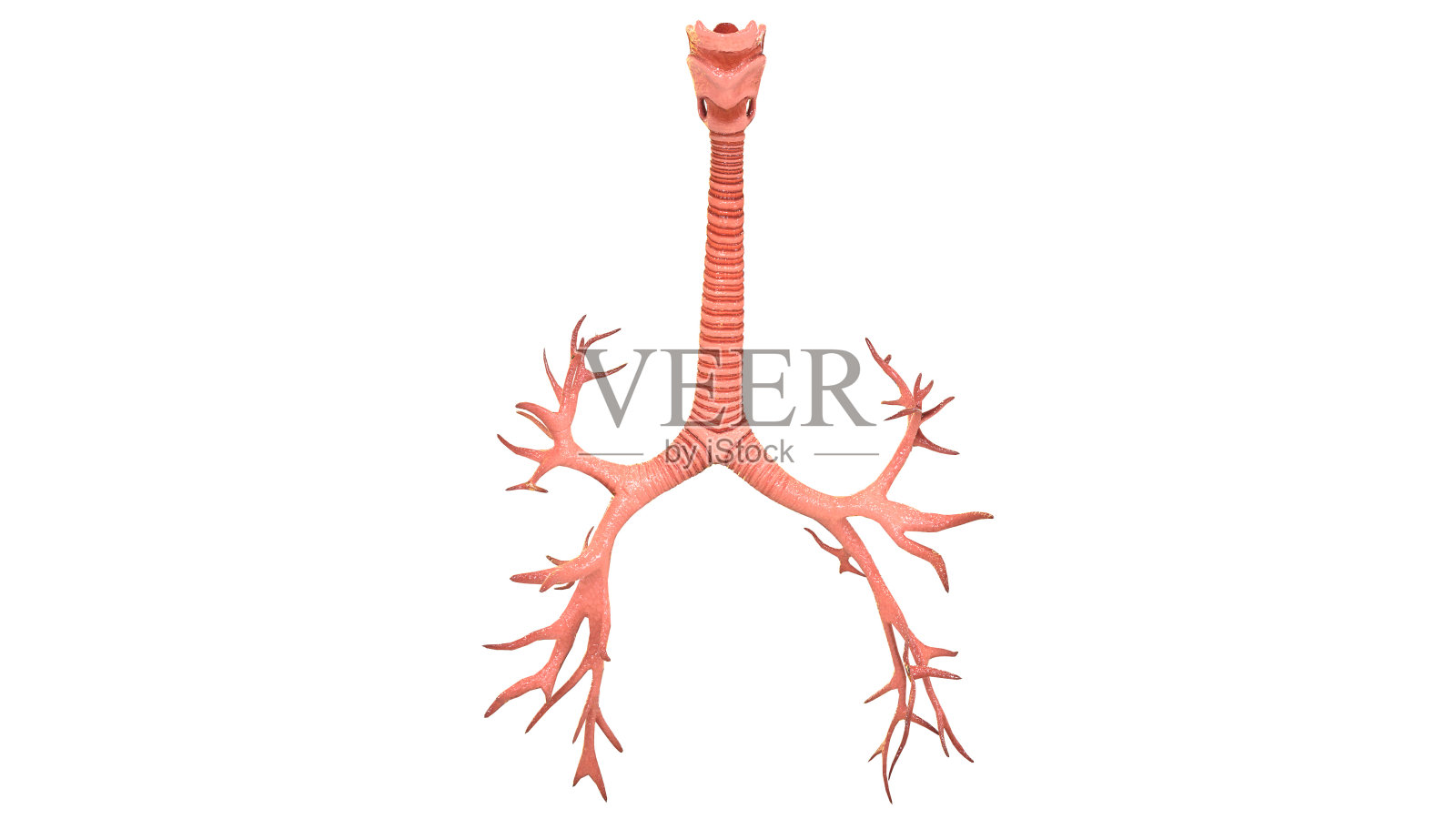 人体肺内部解剖(喉、气管、细支气管)照片摄影图片