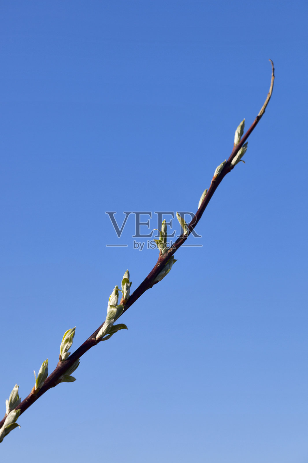 春天树枝照片摄影图片