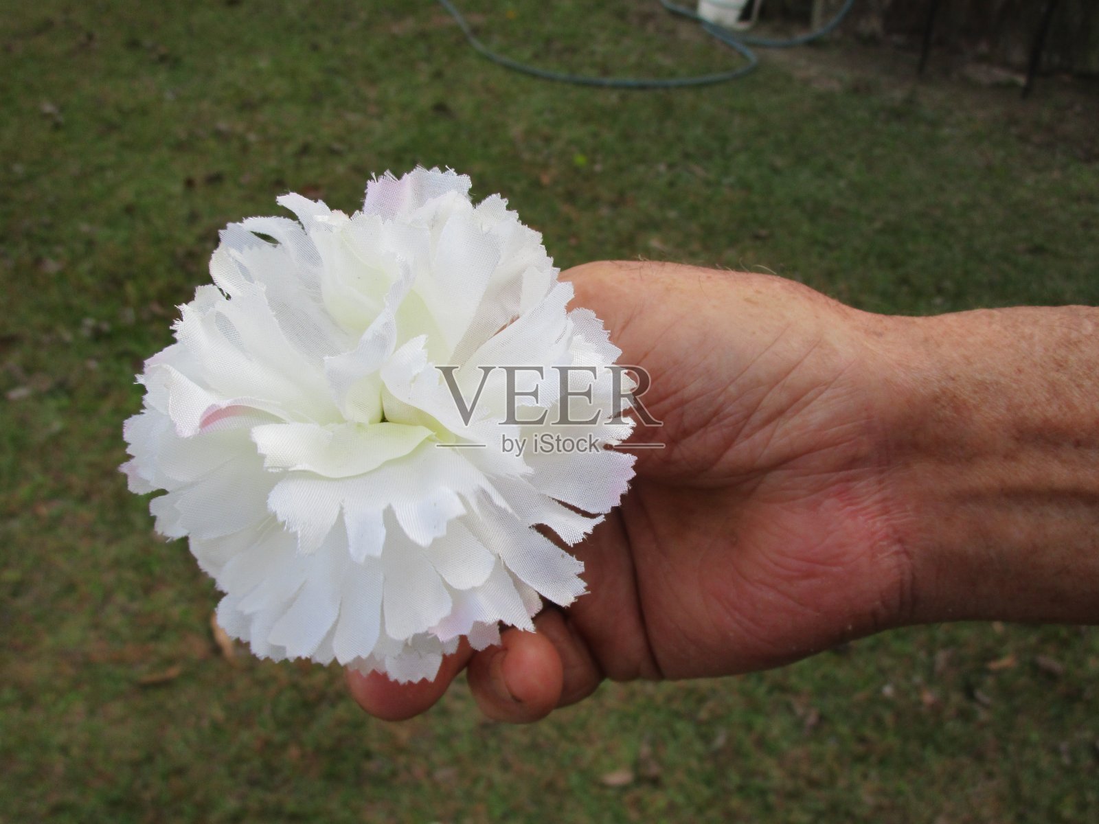 手捧白花照片摄影图片