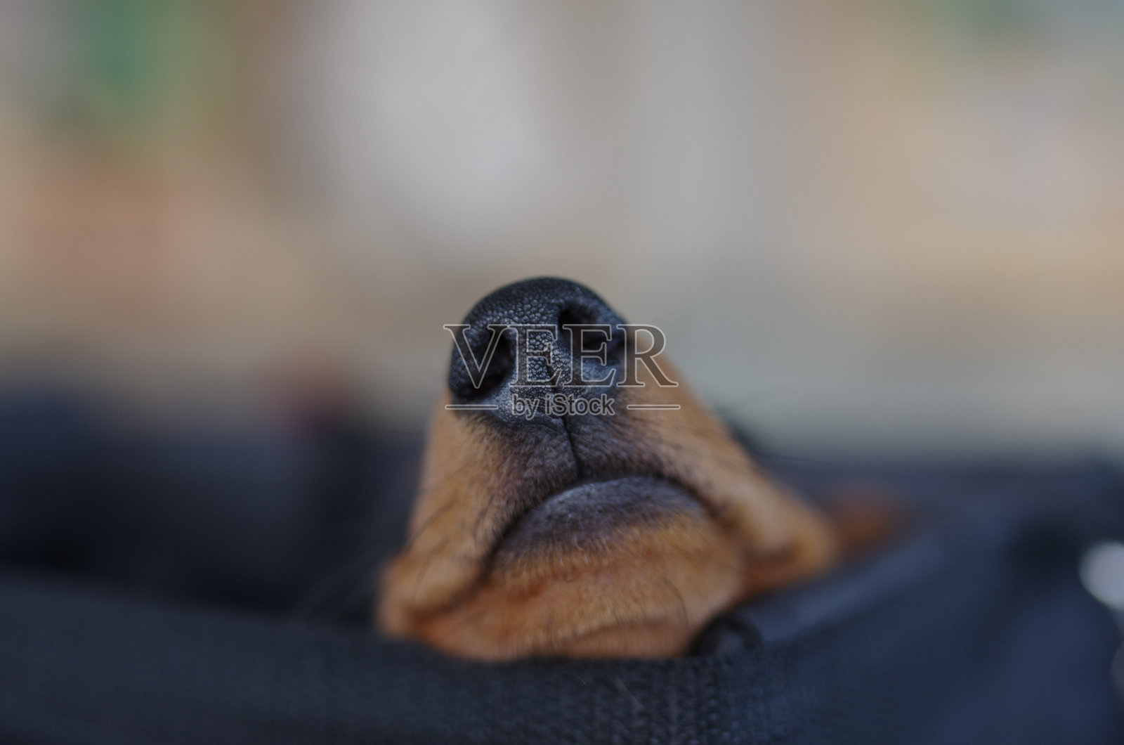 腊肠的鼻子在狗篮子里照片摄影图片