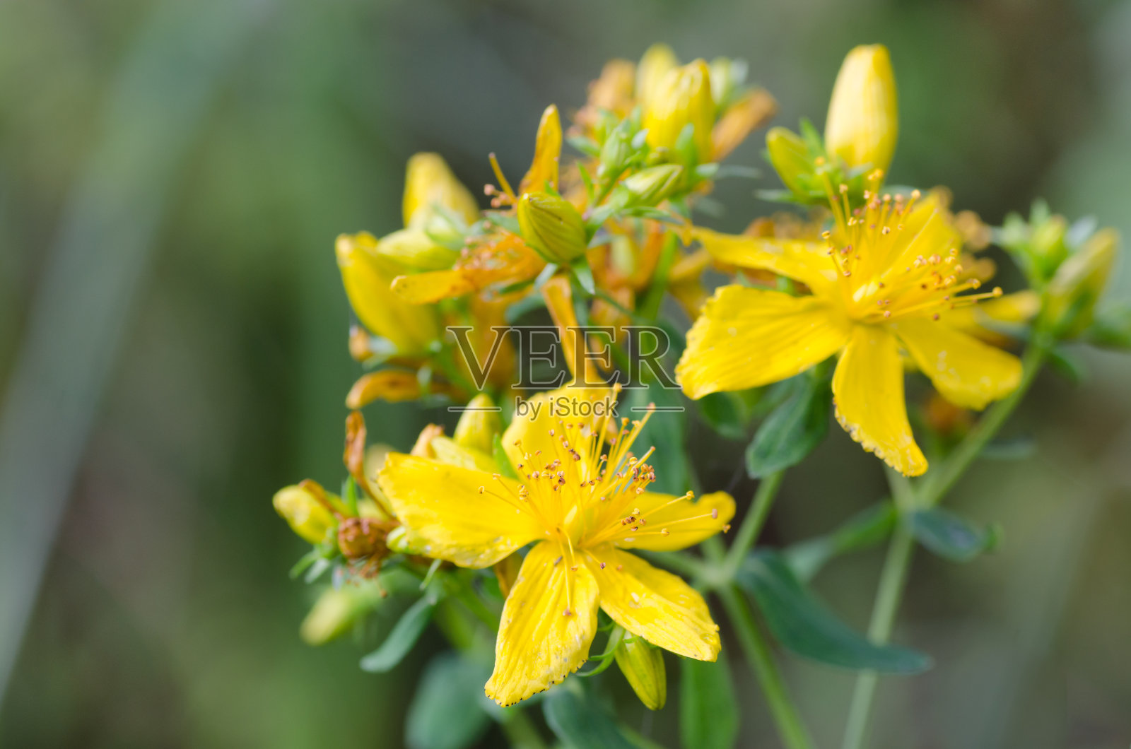 绿色背景上的圣约翰草照片摄影图片