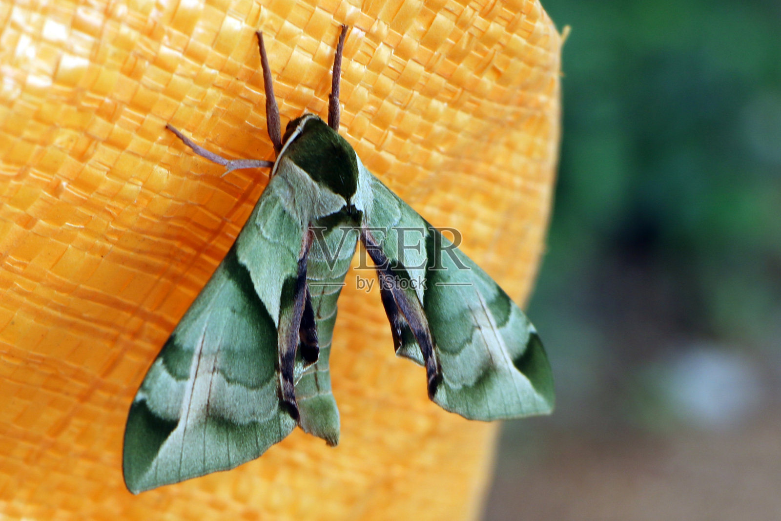 士兵蛾照片摄影图片
