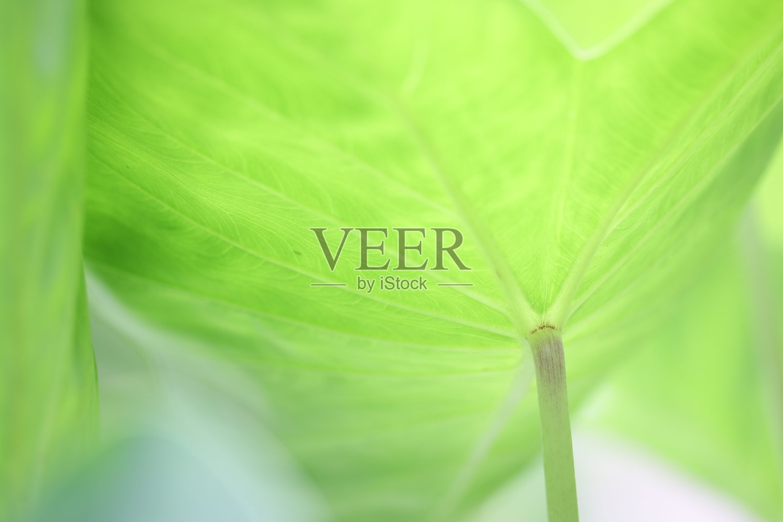 绿色的叶子照片摄影图片