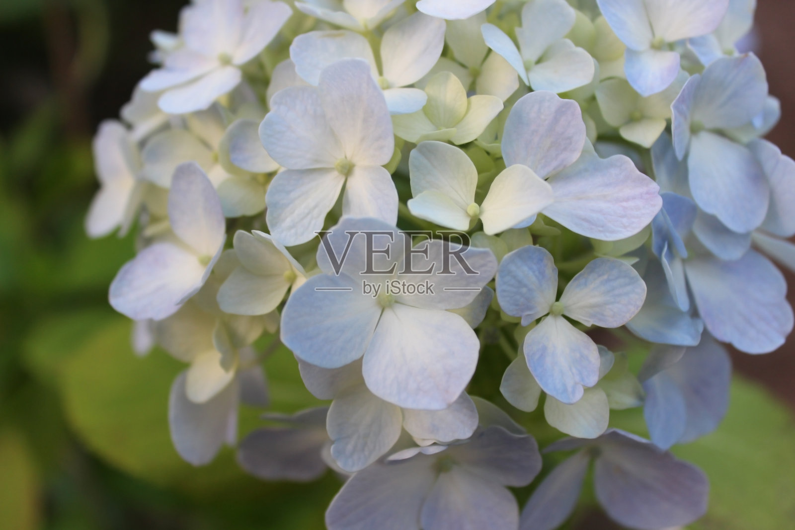 绣球花照片摄影图片