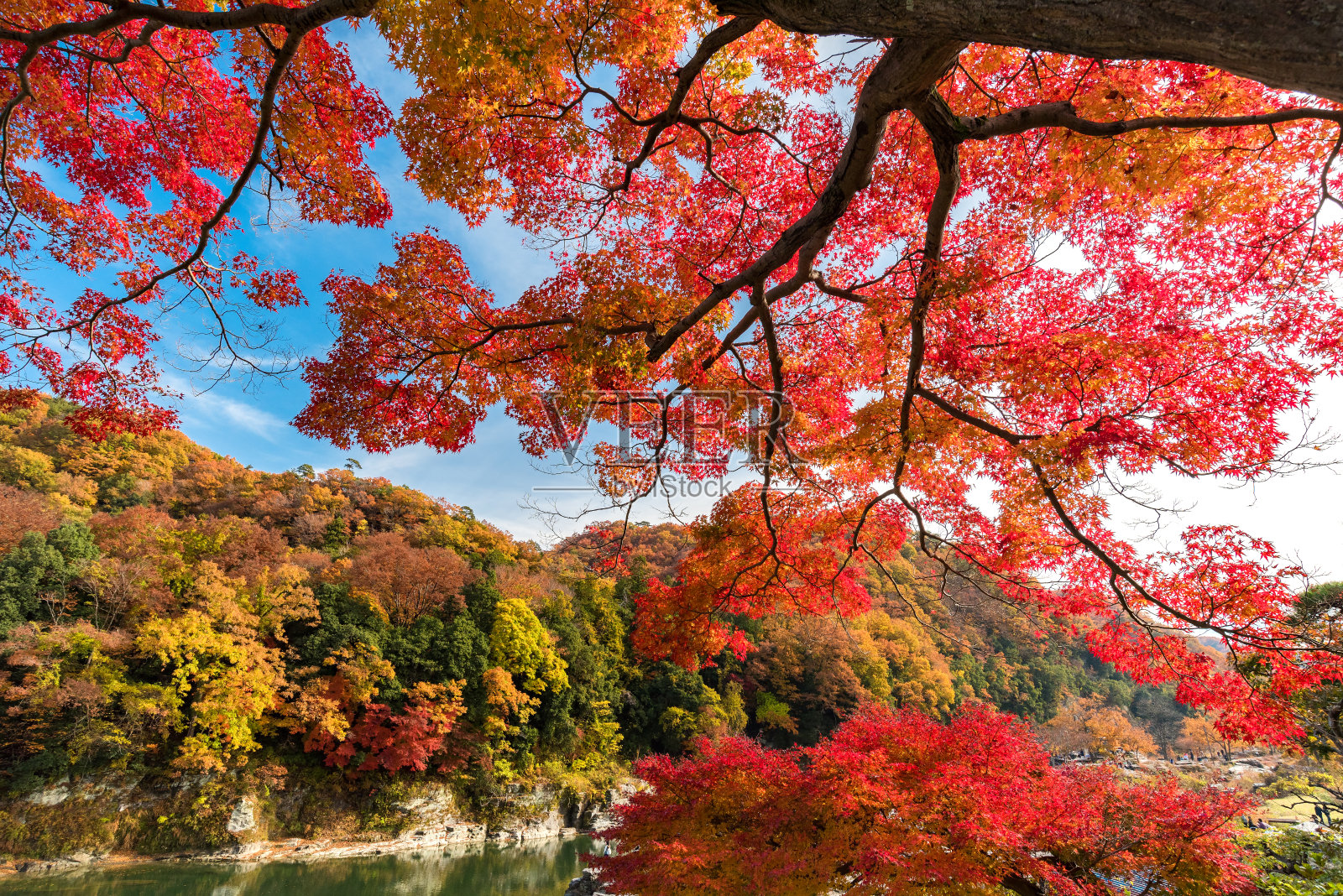 日本埼玉县永太郎的秋叶照片摄影图片