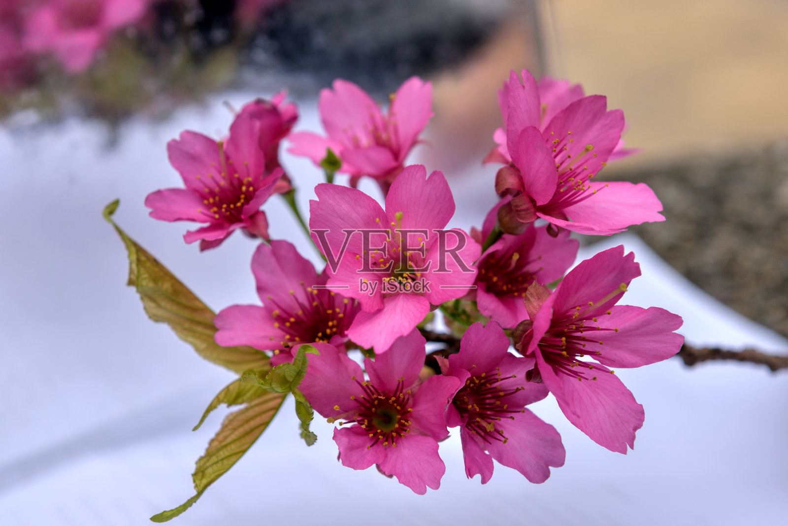 春天的樱花照片摄影图片