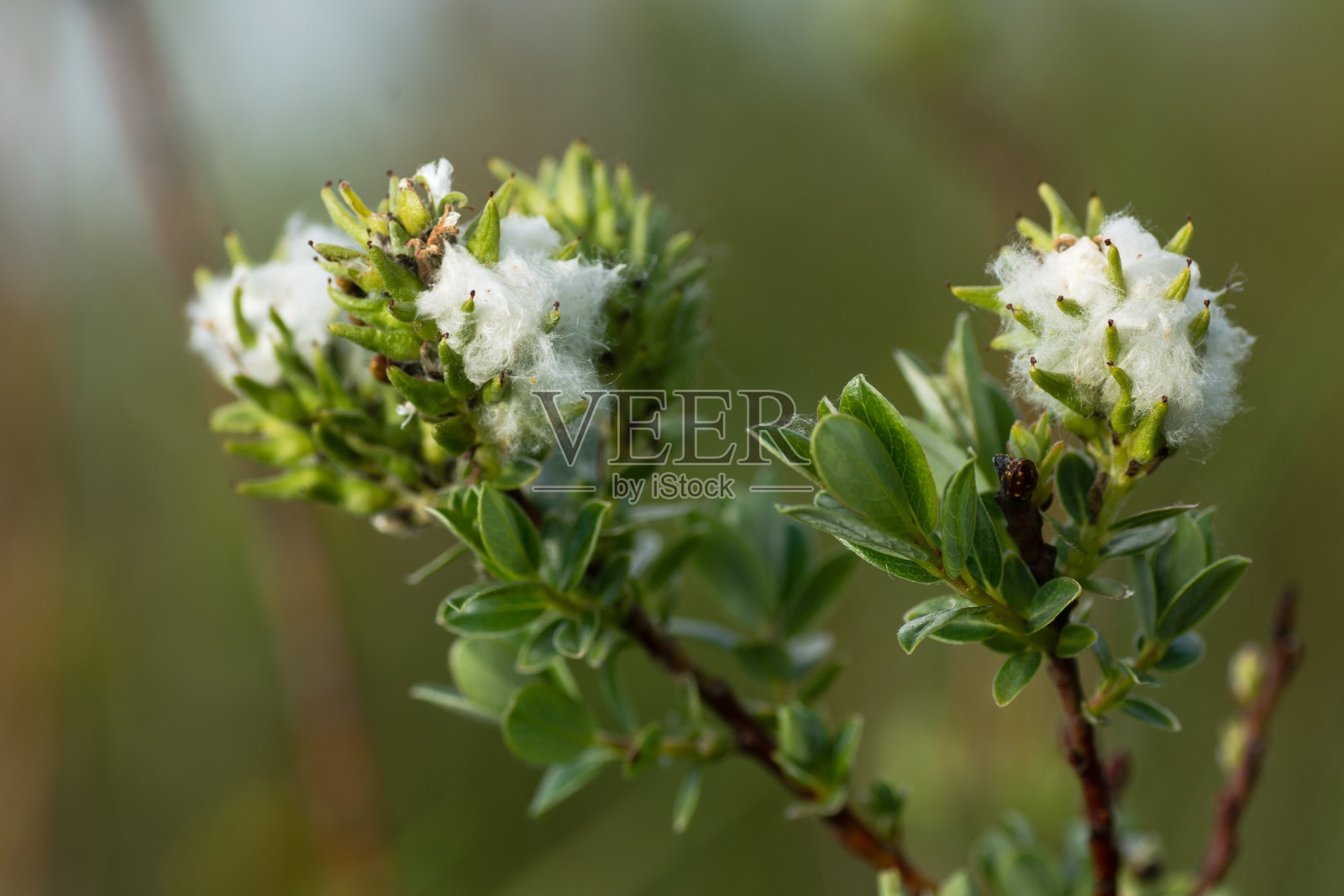 匍匐柳(柳树)雌絮照片摄影图片