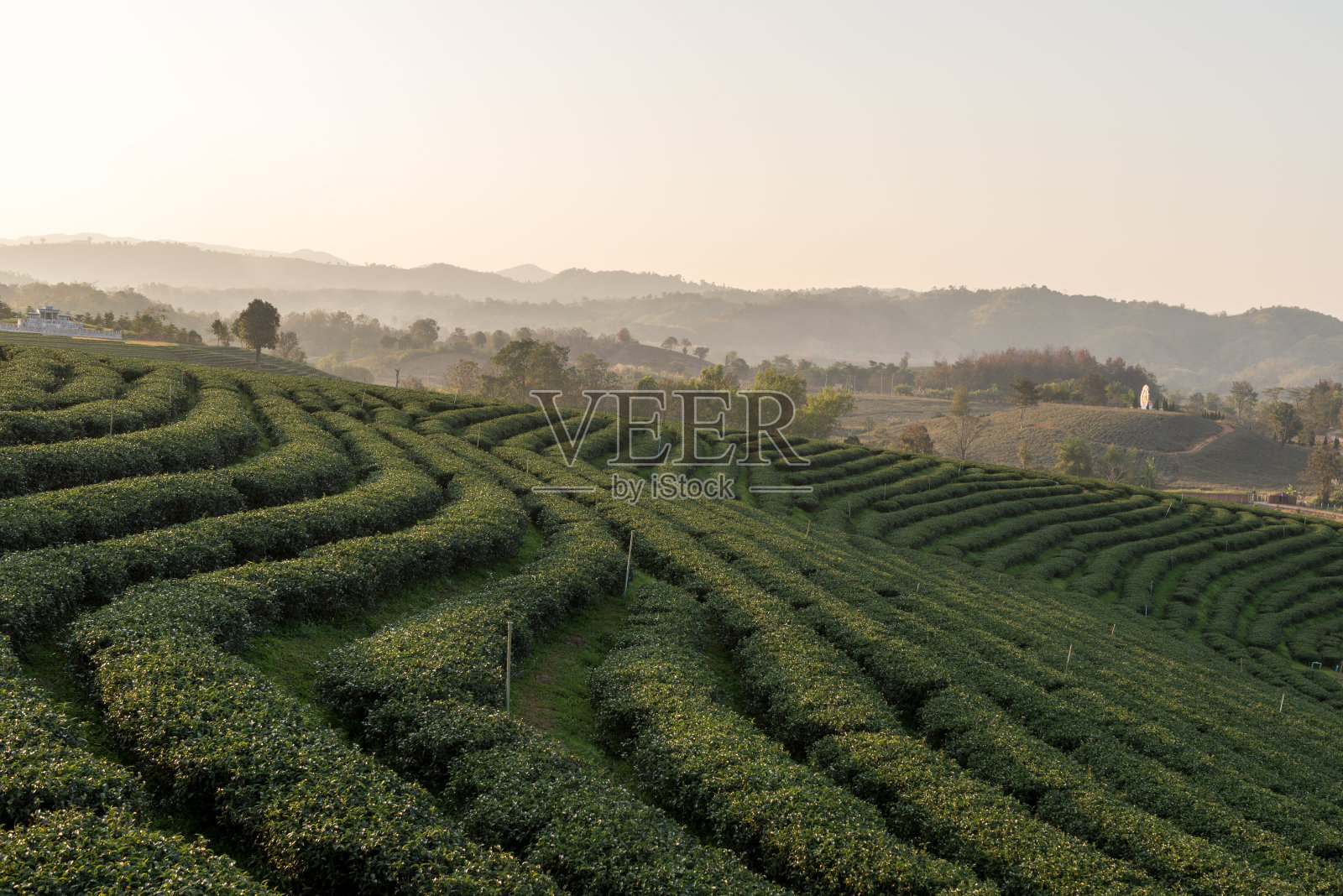 2016年2月,泰国清莱茶园照片摄影图片