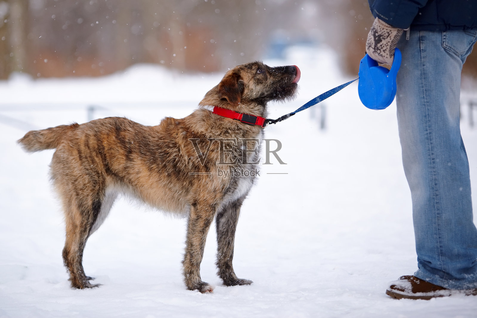 毛茸茸的狗照片摄影图片