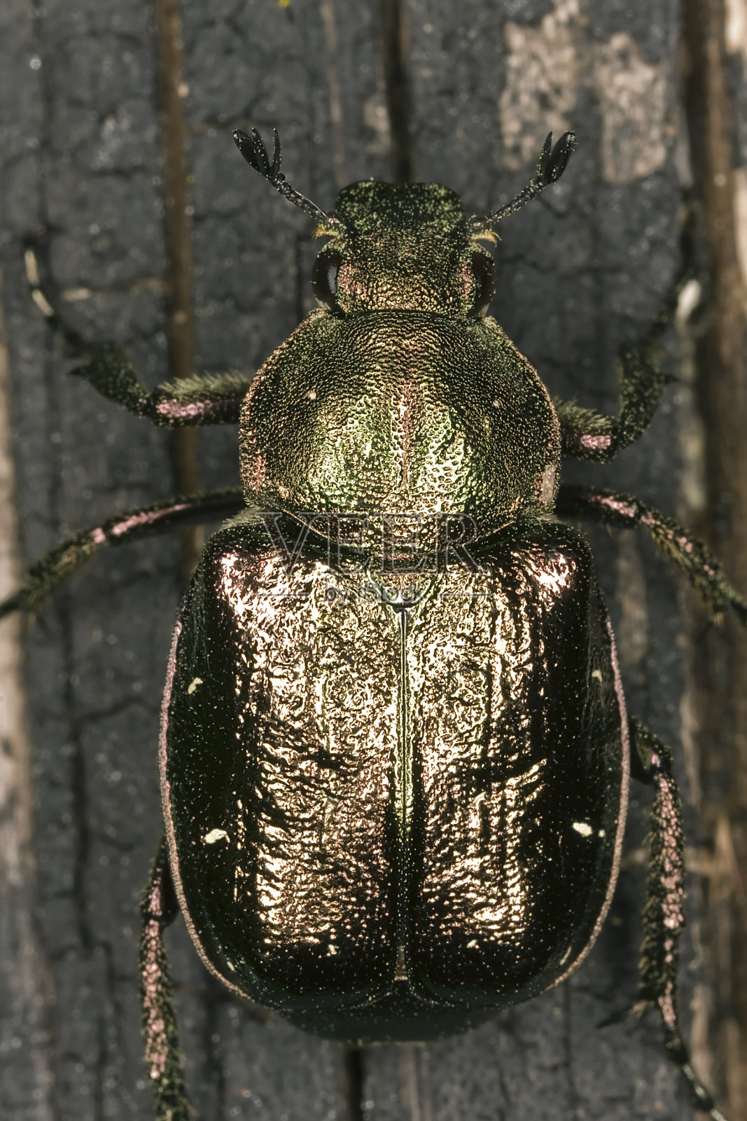 高贵的金龟子(Gnosimus nobilis)照片摄影图片