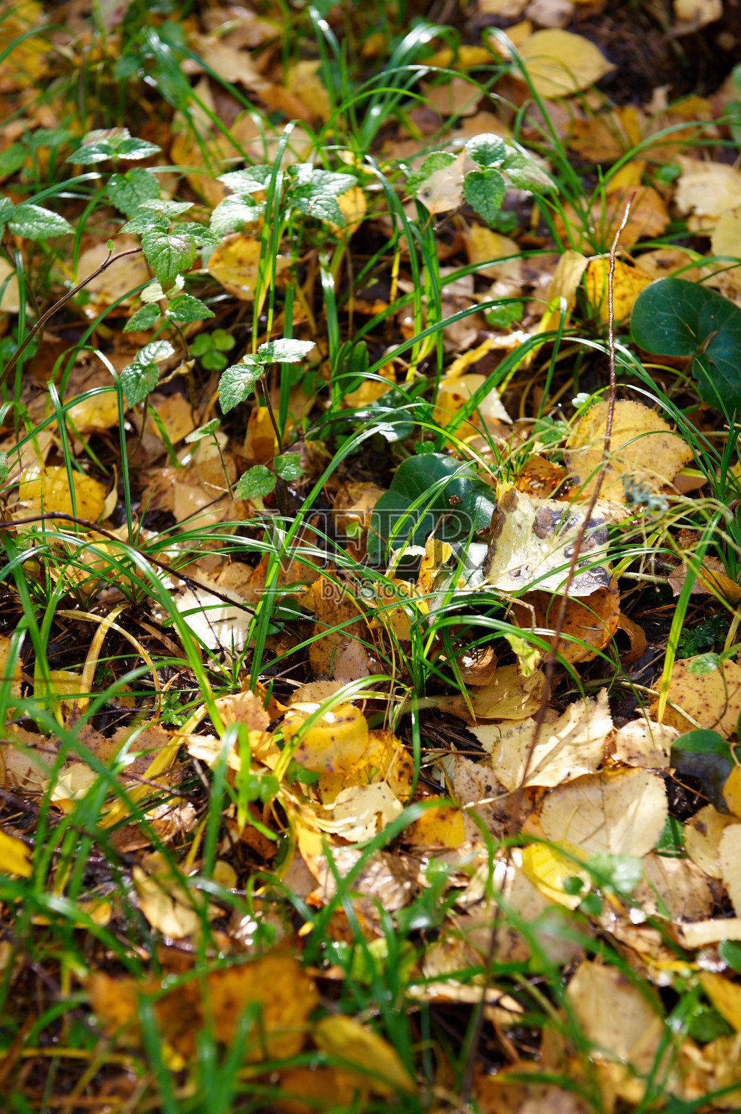 黄色的叶子在绿色的草地上照片摄影图片