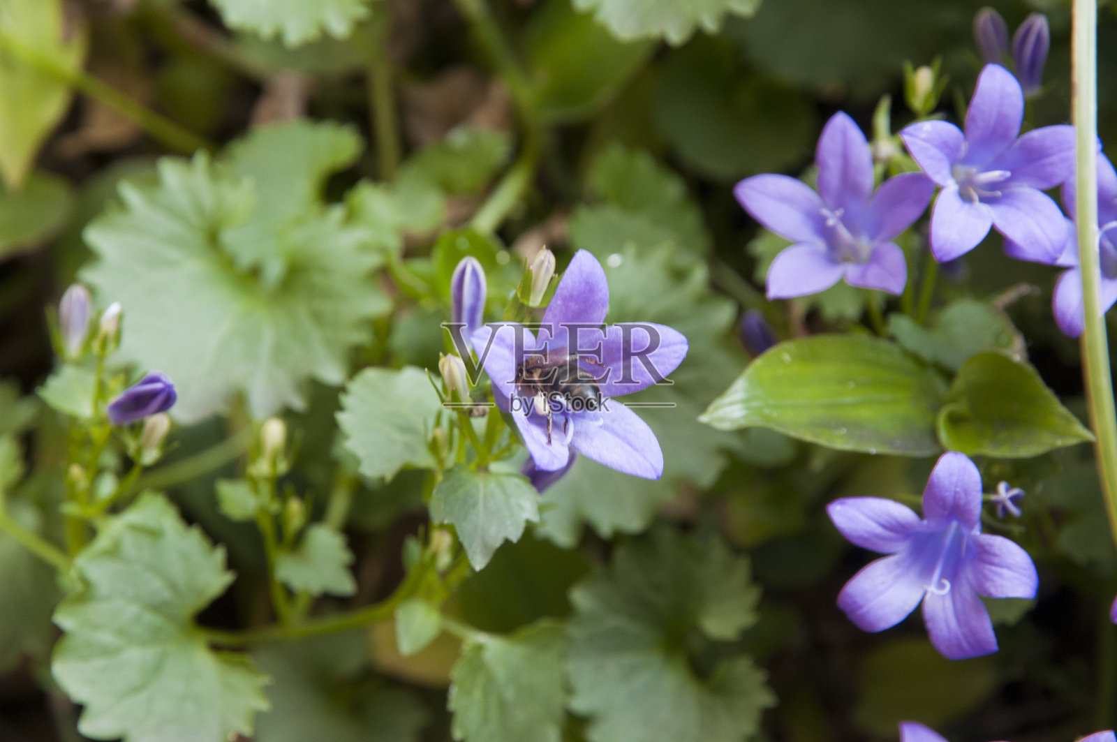 淡紫色的花照片摄影图片