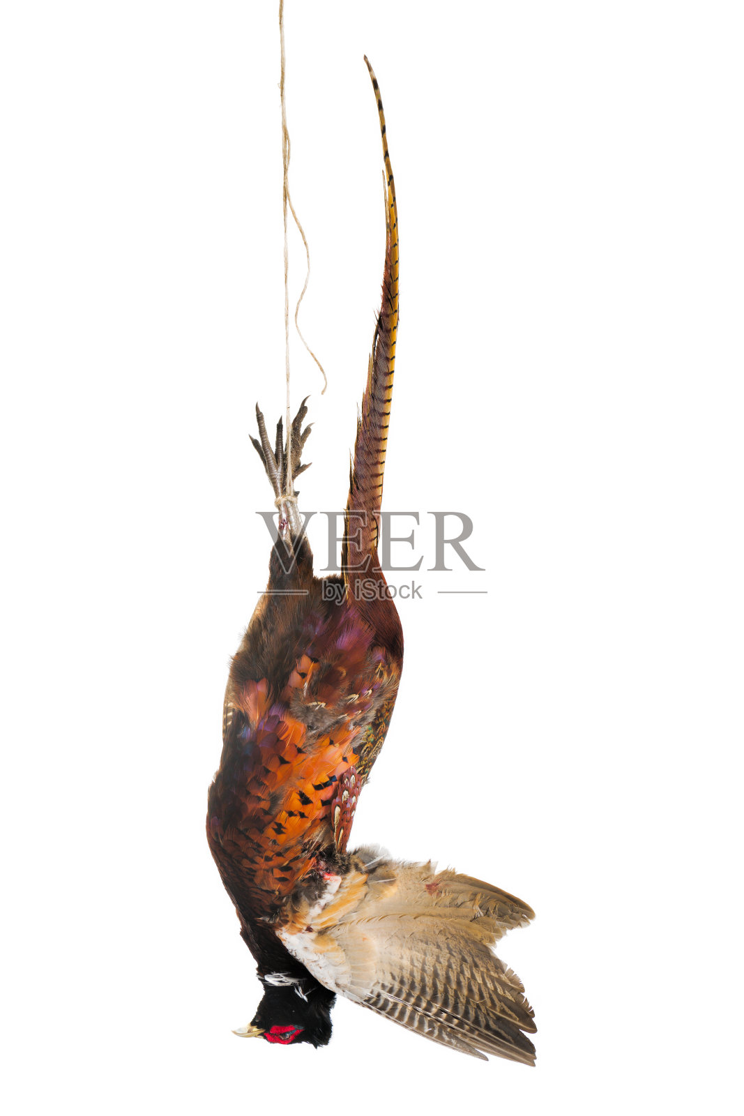 孤立的狩猎奖杯照片摄影图片