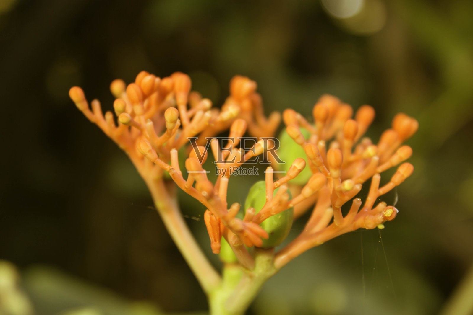 五颜六色的鲜花照片摄影图片