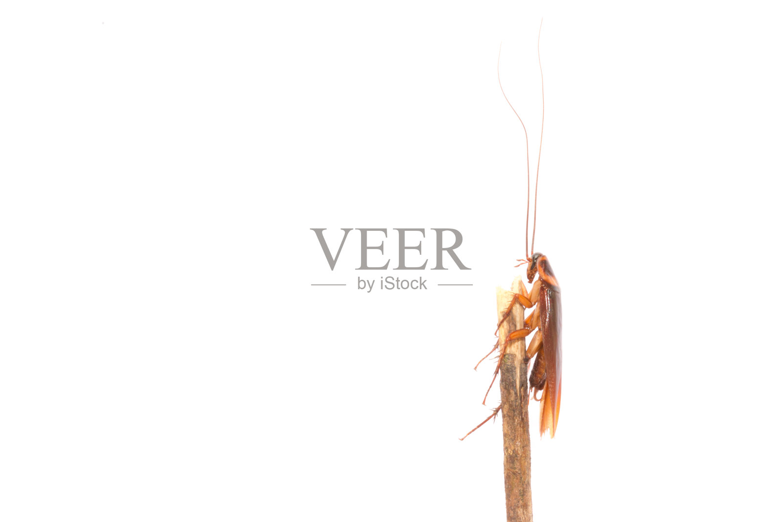 蟑螂照片摄影图片