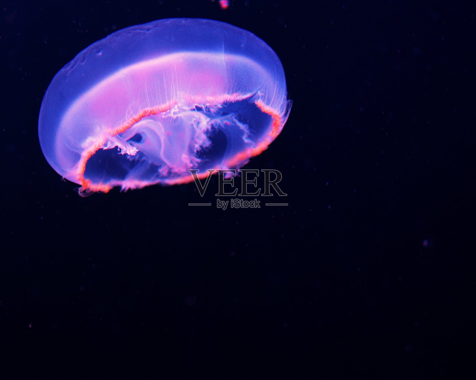 可爱水母的舞蹈照片摄影图片