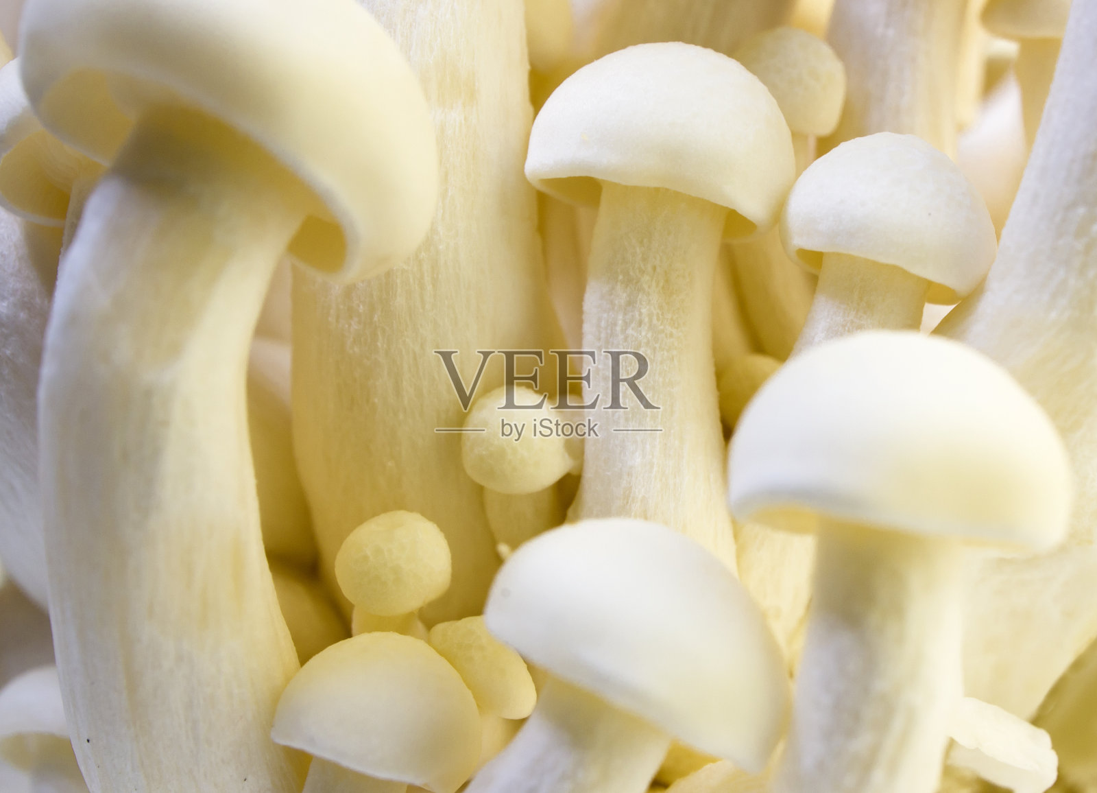 白色的山毛榉蘑菇照片摄影图片