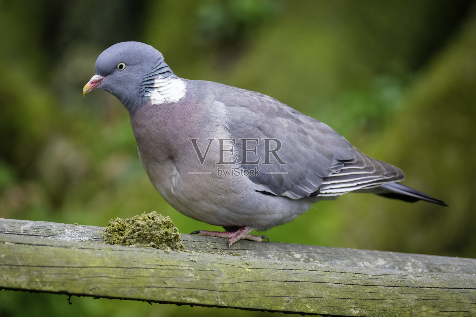 鸽子吃晚餐的时间照片摄影图片