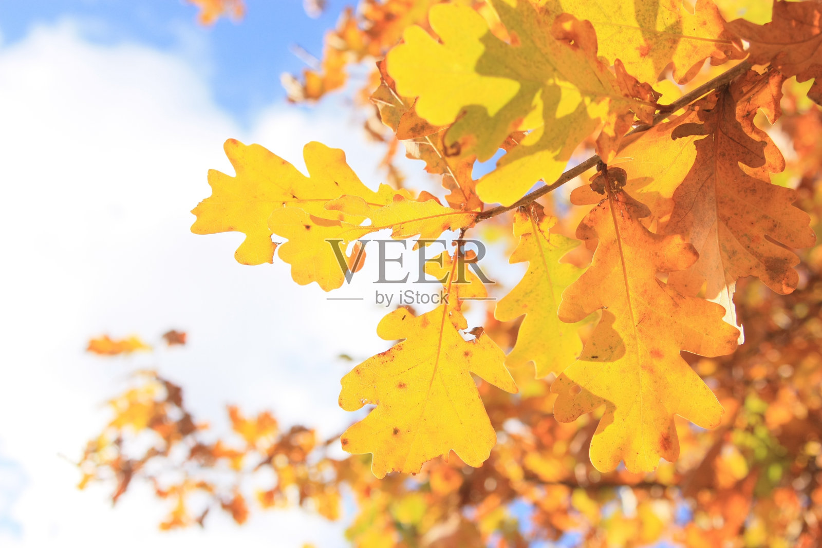 10月橡树叶照片摄影图片