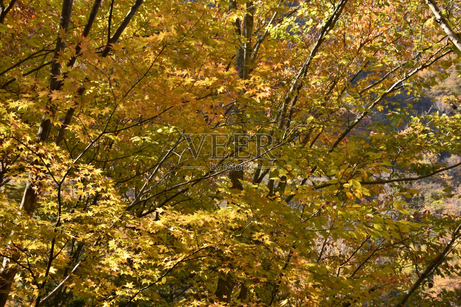 彩色的叶子照片摄影图片