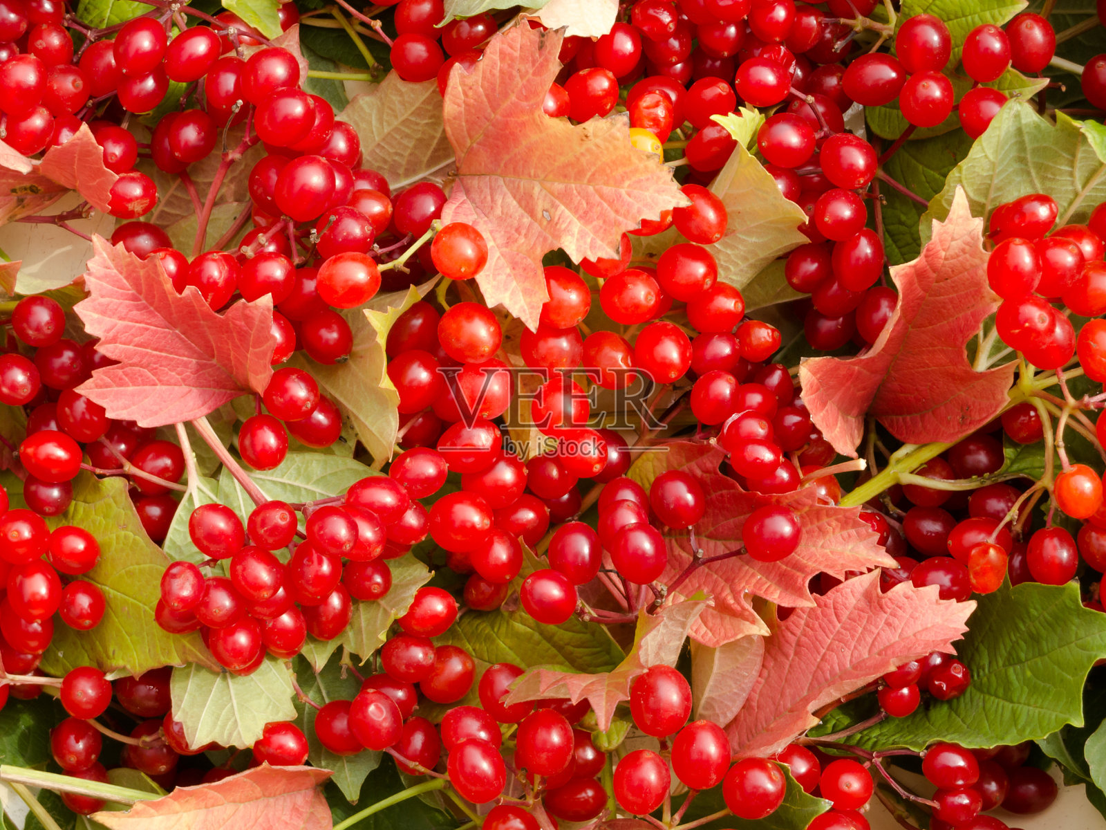 红色的叶子和荚蒾浆果的背景。照片摄影图片