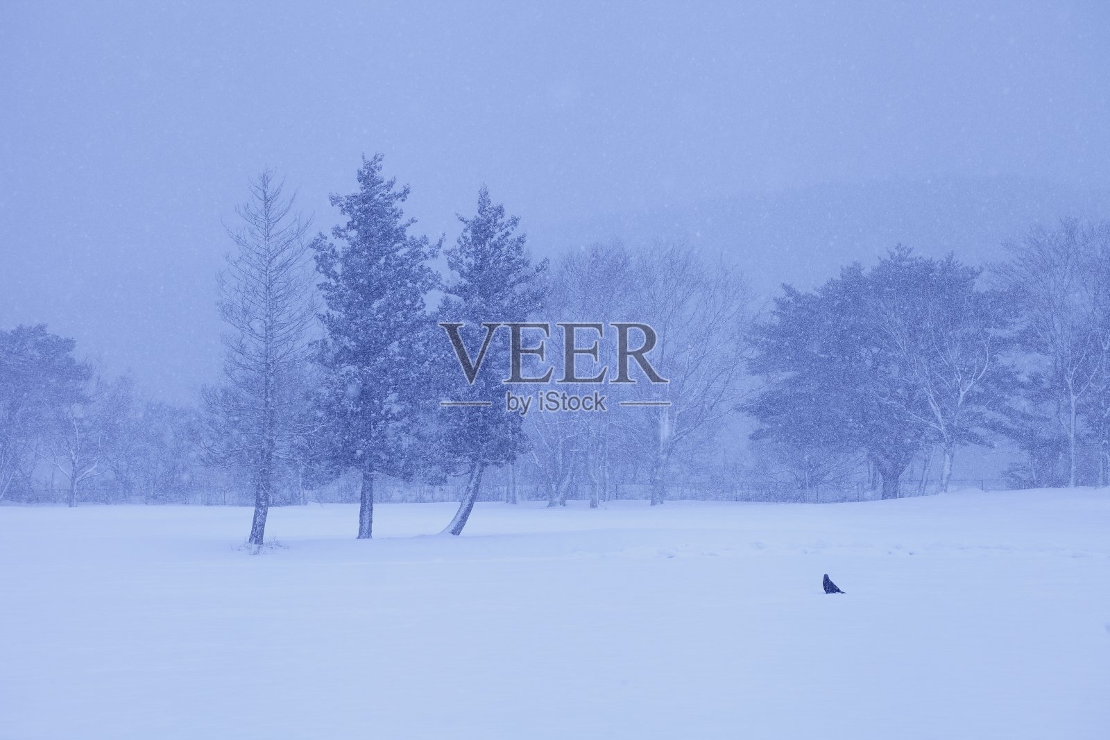 看到雪照片摄影图片