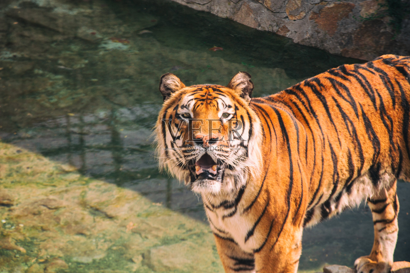 动物园里的孟加拉虎照片摄影图片
