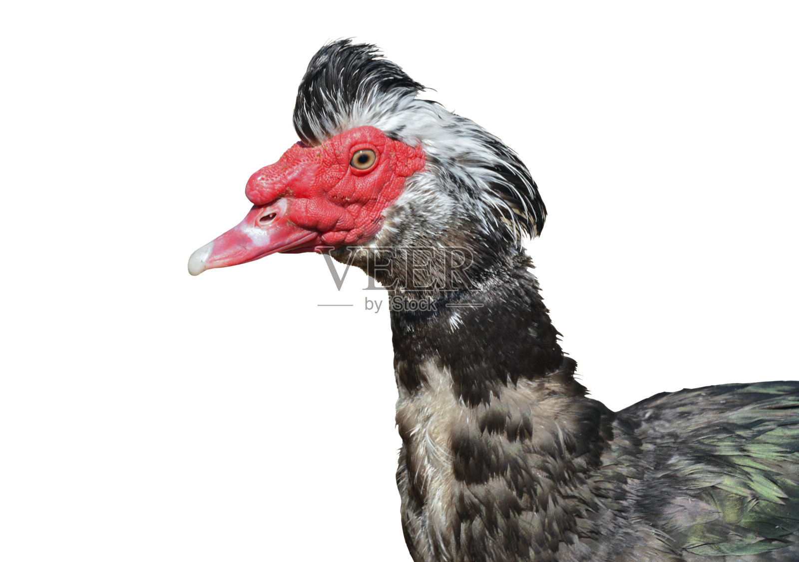 麝香鸭子,德雷克照片摄影图片