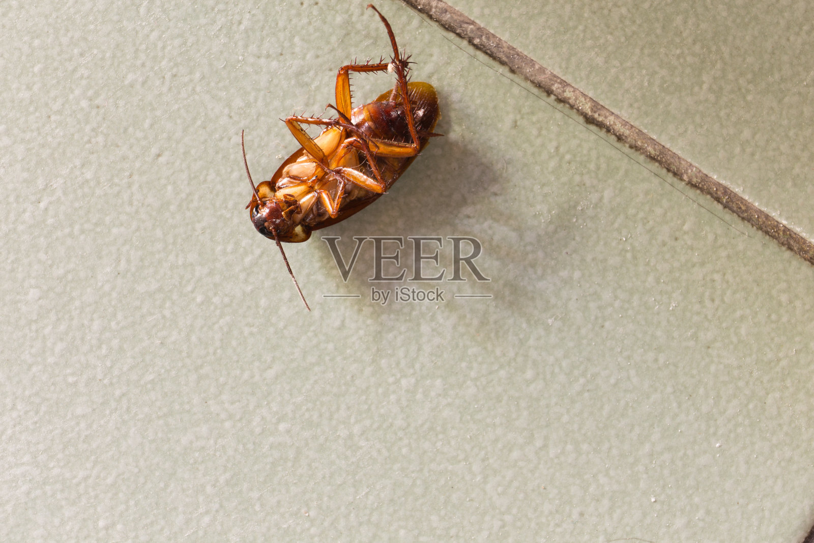 蟑螂照片摄影图片