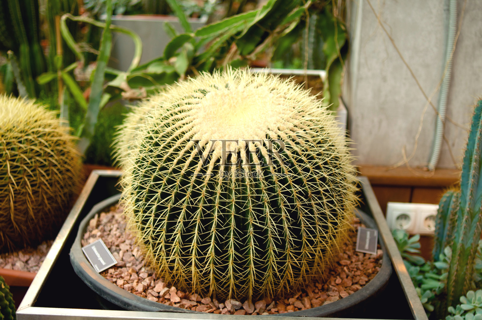 又大又圆的仙人掌,长着黄色的刺照片摄影图片