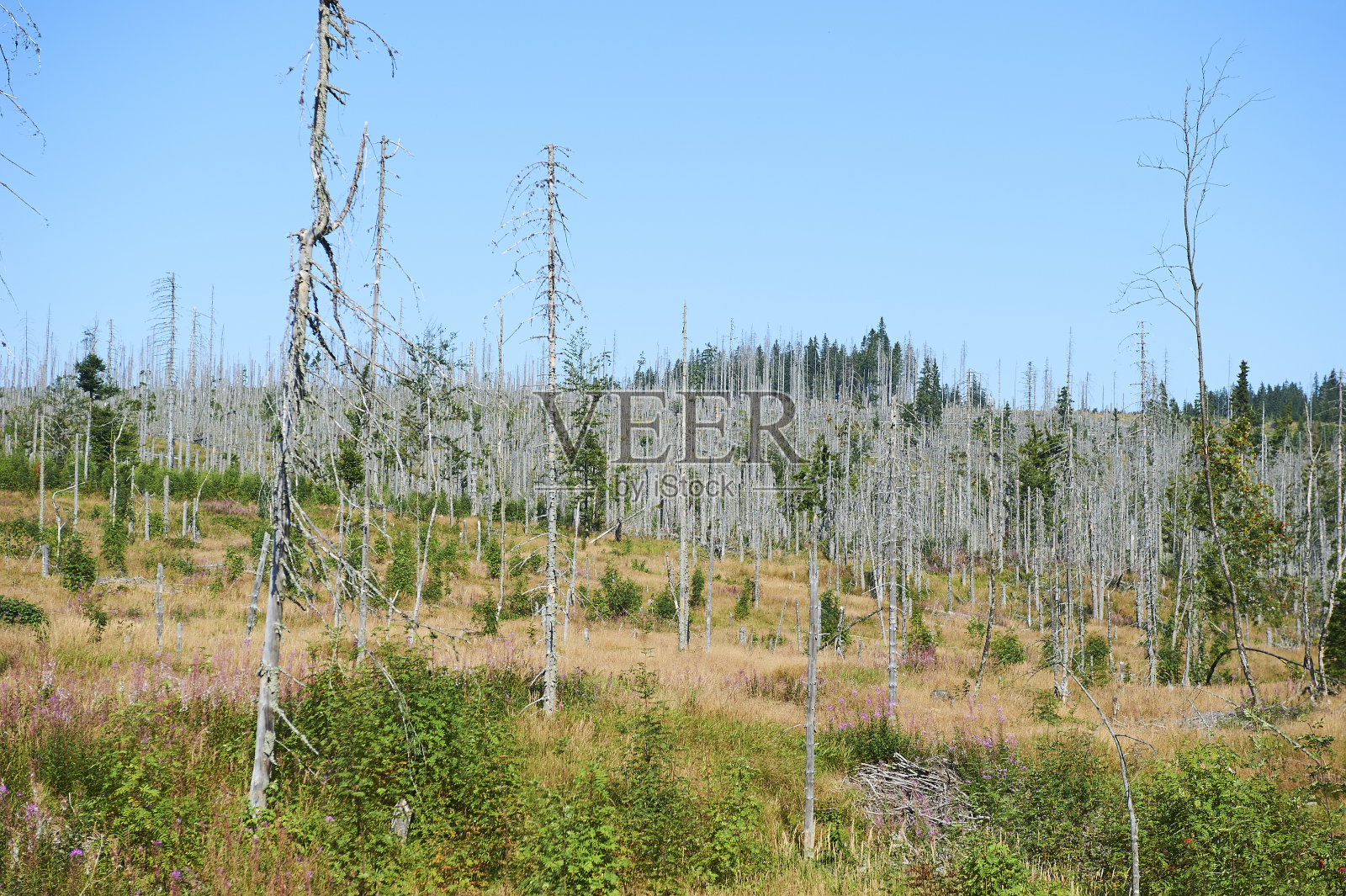 森林因树皮甲虫侵扰和基里尔风暴而枯死照片摄影图片