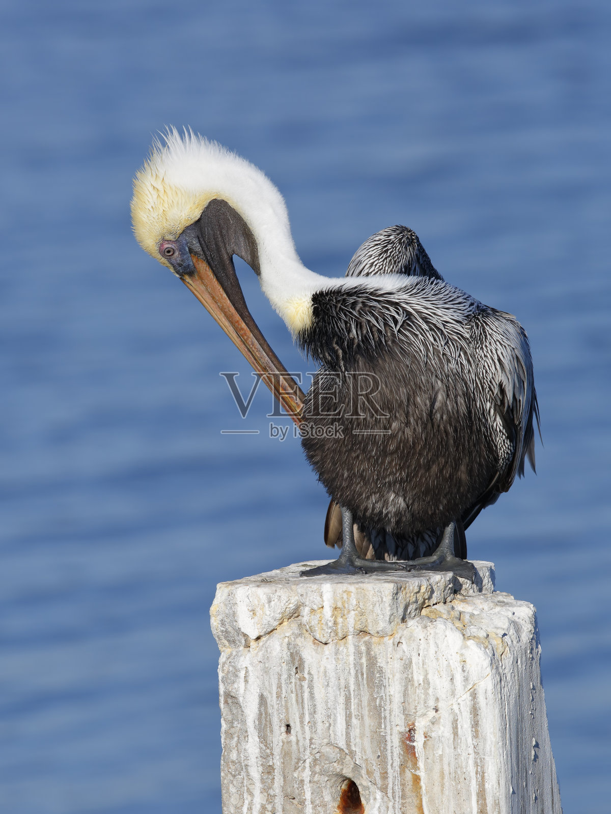 后佛罗里达褐鹈鹕梳理它的羽毛照片摄影图片