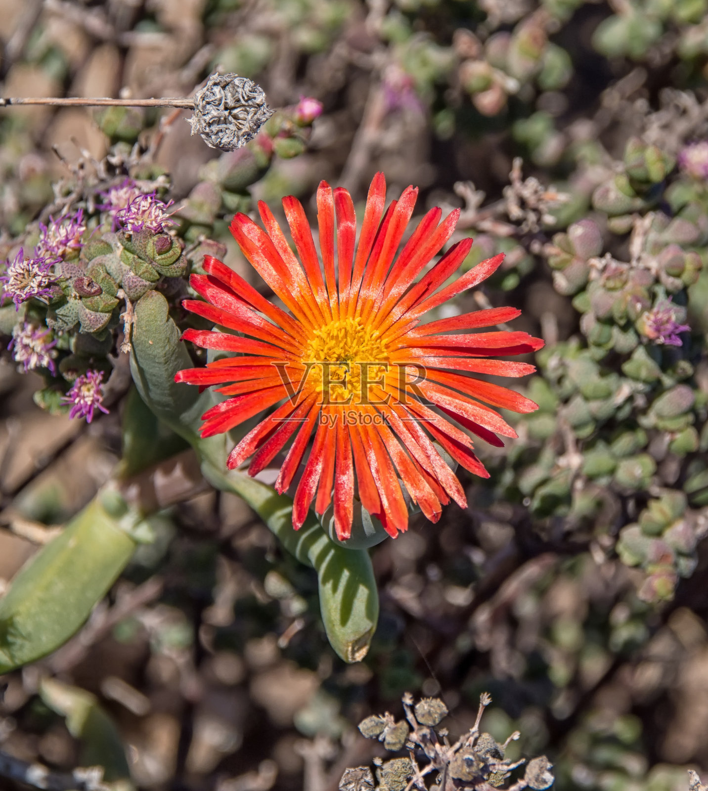 兰布兰图斯·奥雷乌斯照片摄影图片