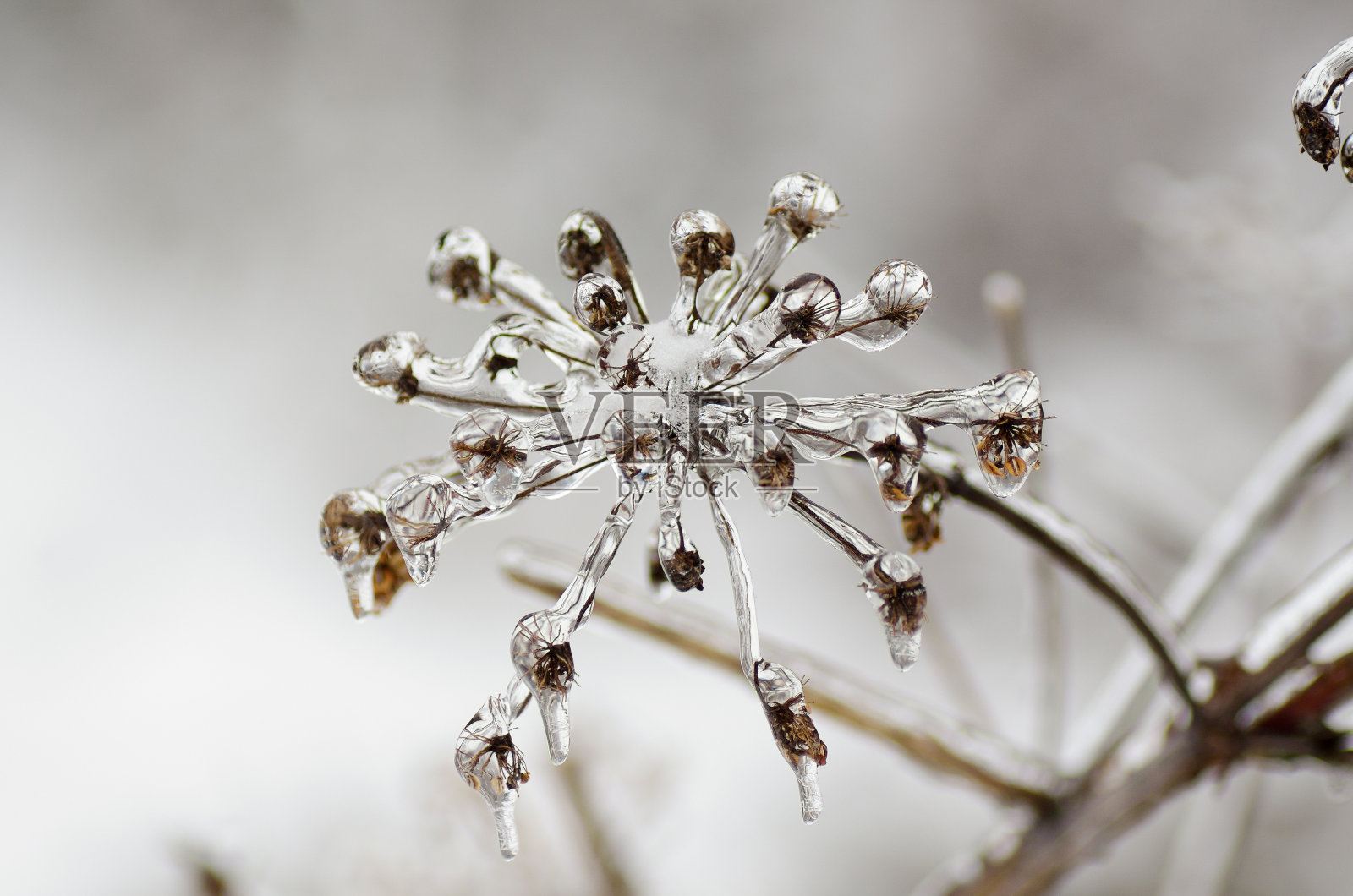 冰冻植物的天然冰雕形状照片摄影图片