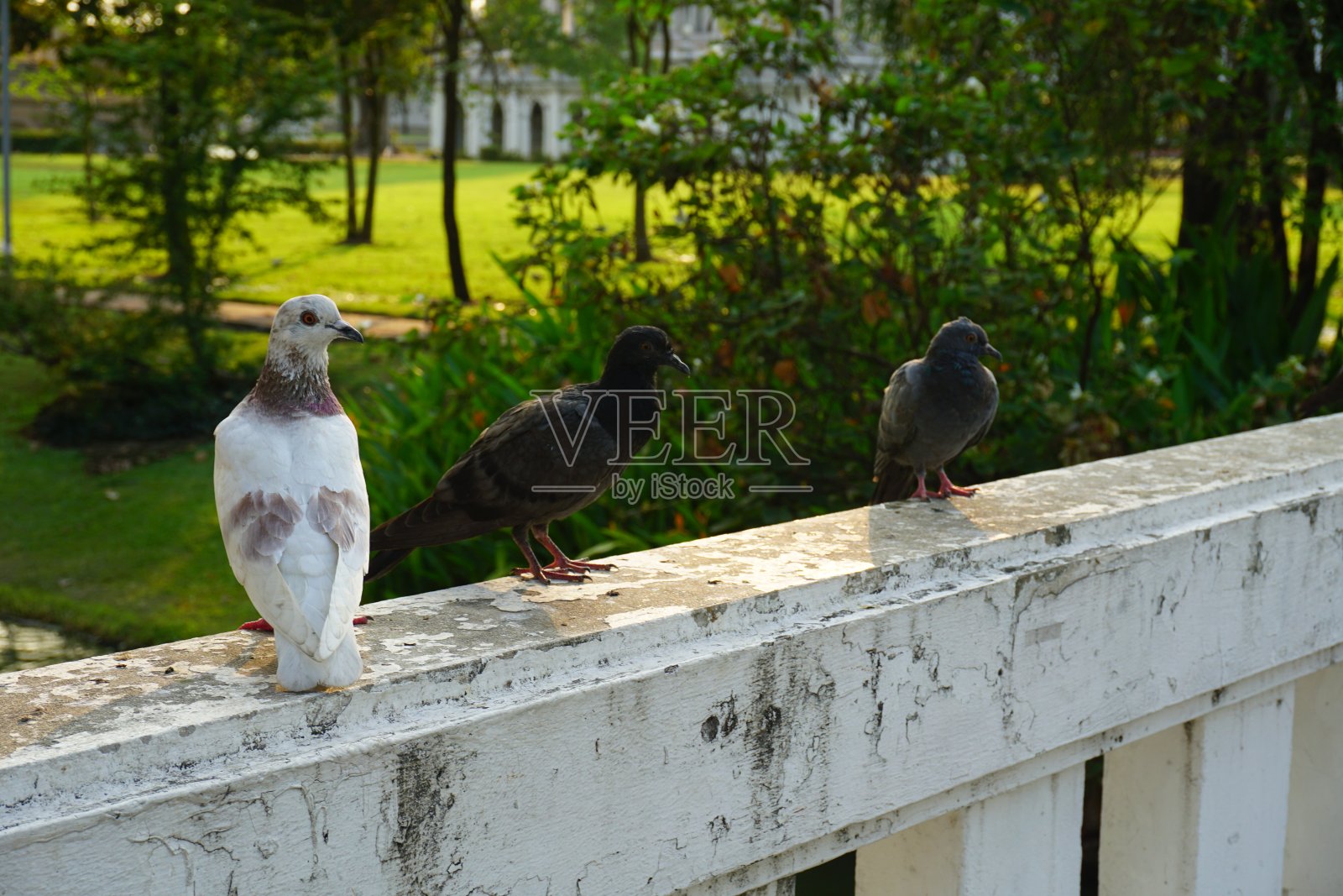 鸽子,鸽子照片摄影图片
