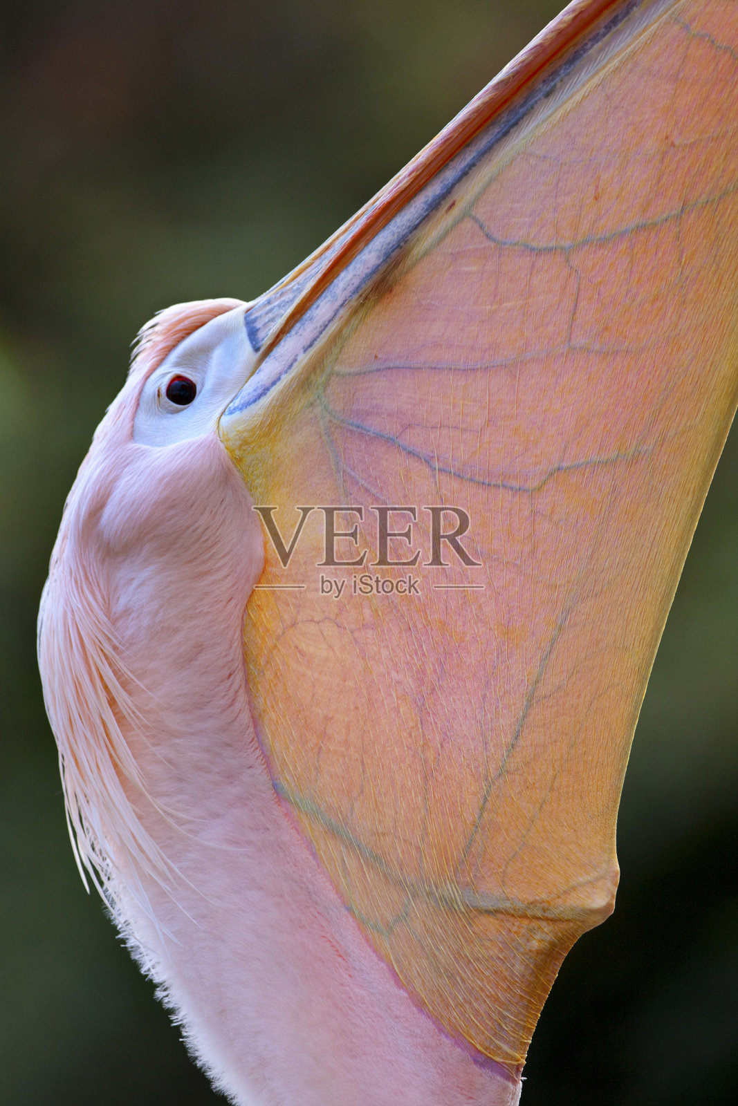 漂亮的鹈鹕嘴。照片摄影图片