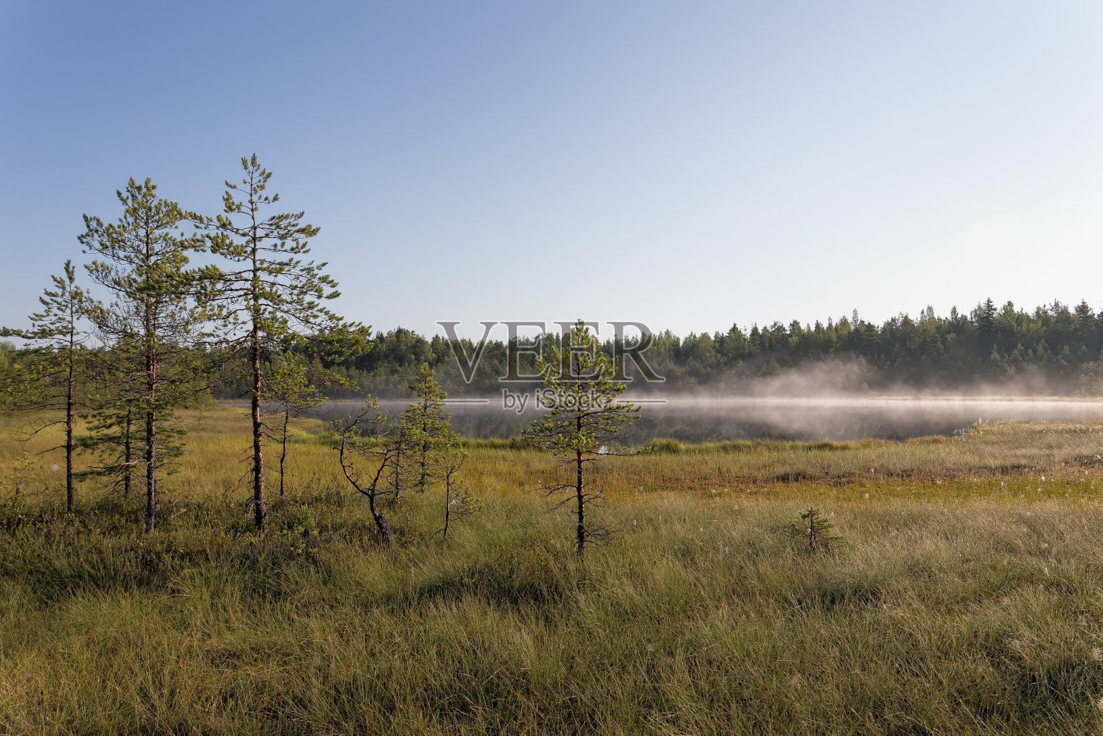 雾笼罩着森林湖照片摄影图片