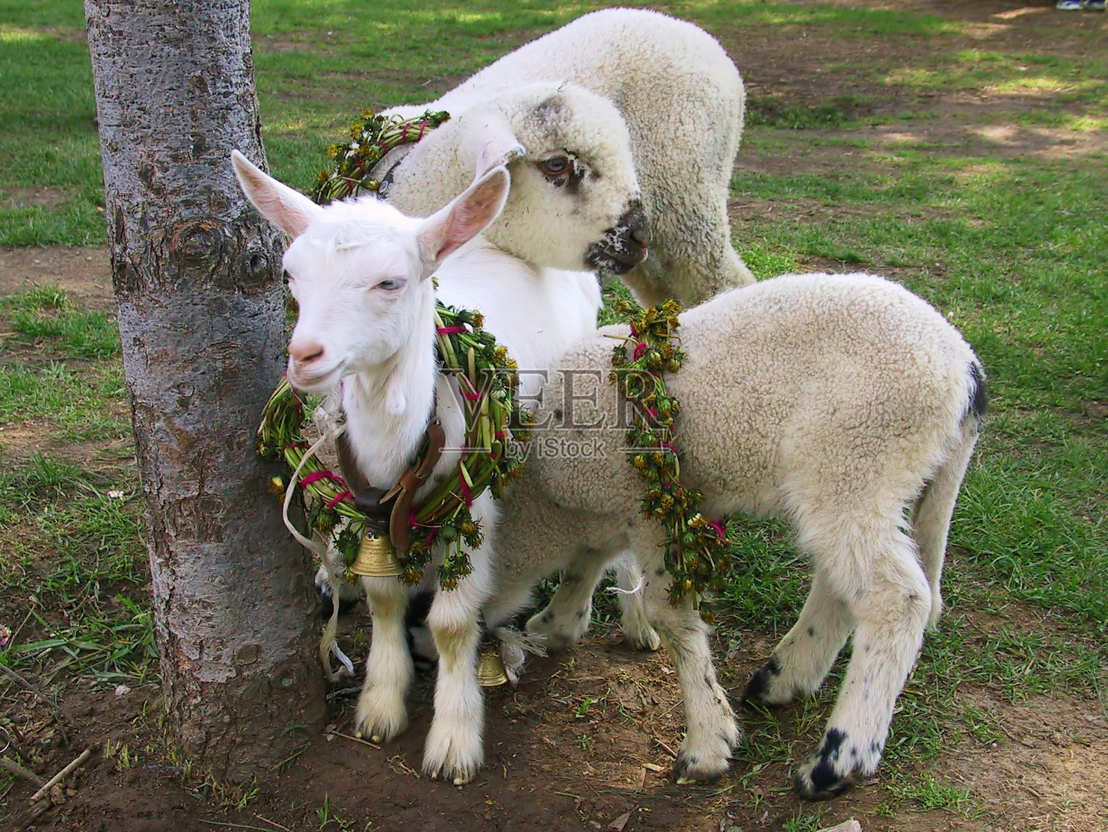 拉撒路的节日照片摄影图片