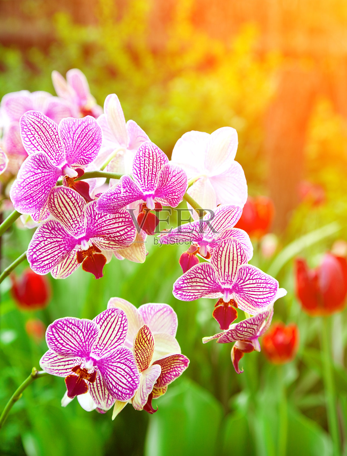 美丽的紫兰——蝴蝶兰。在户外照片摄影图片