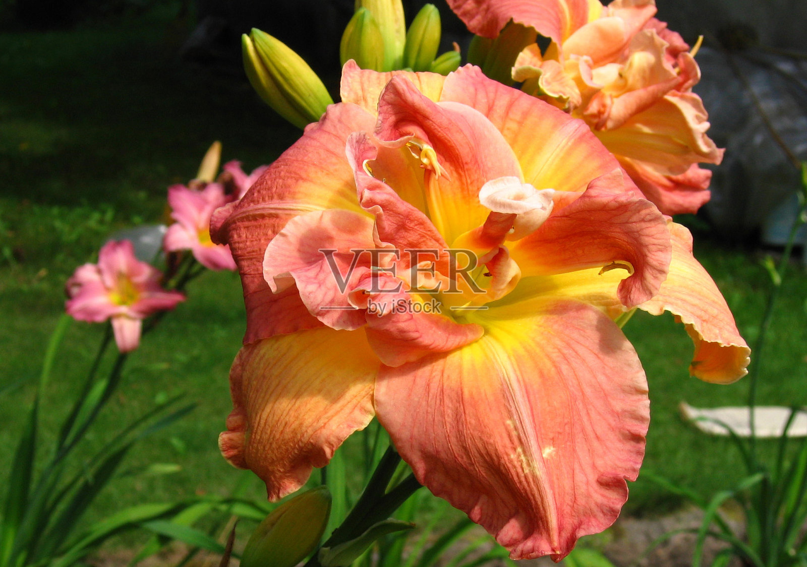 鲜花Longfields双胞胎照片摄影图片