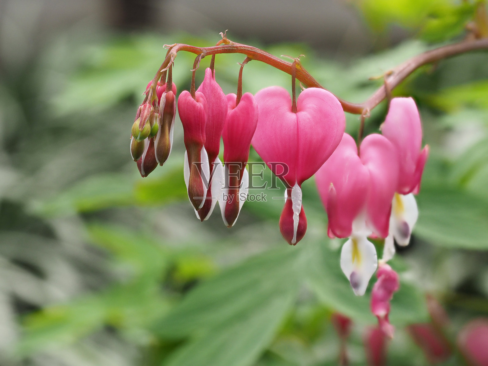 春花系列,血心花照片摄影图片