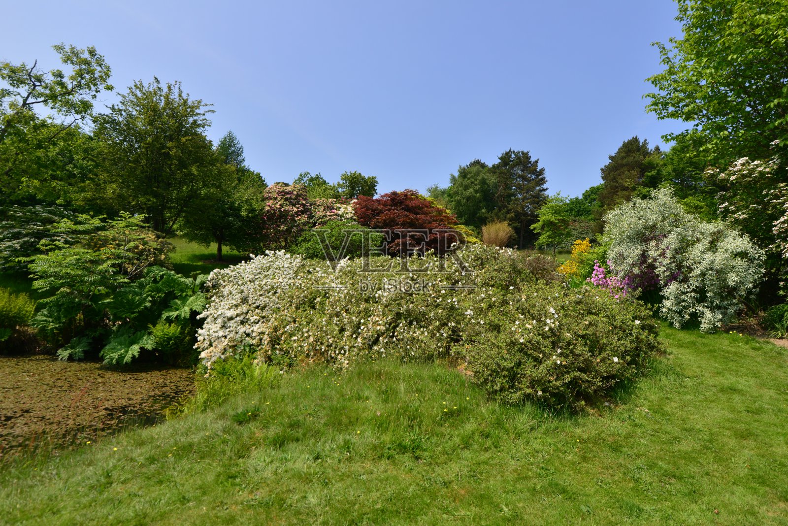 英语的池塘照片摄影图片