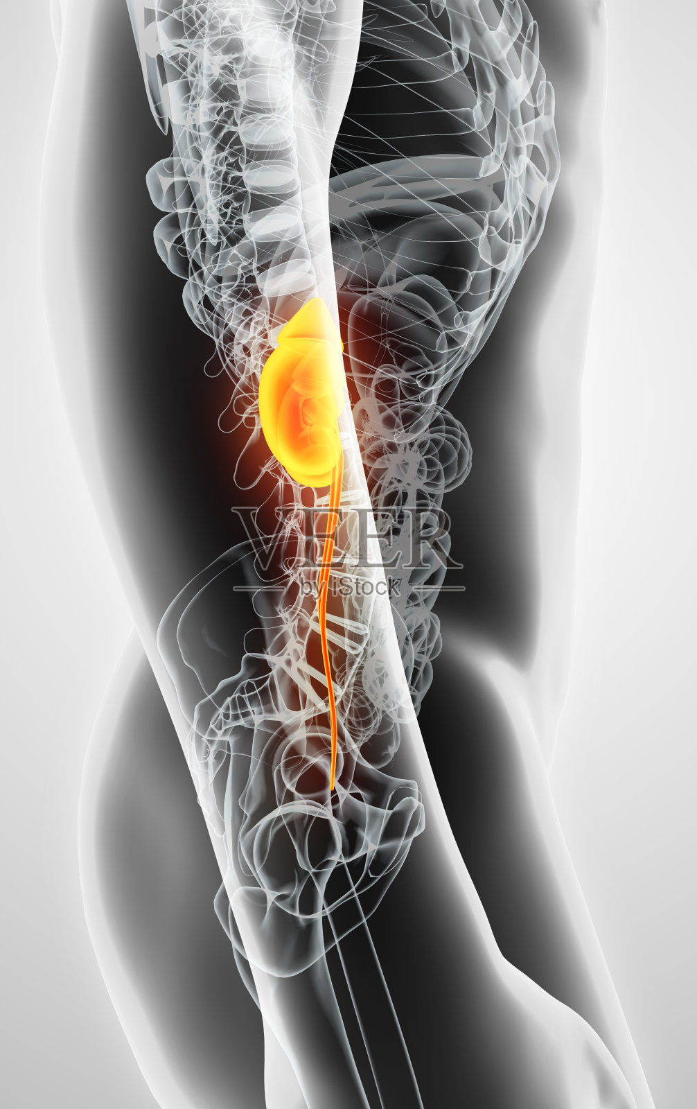 泌尿系统三维图解,医学概念。照片摄影图片