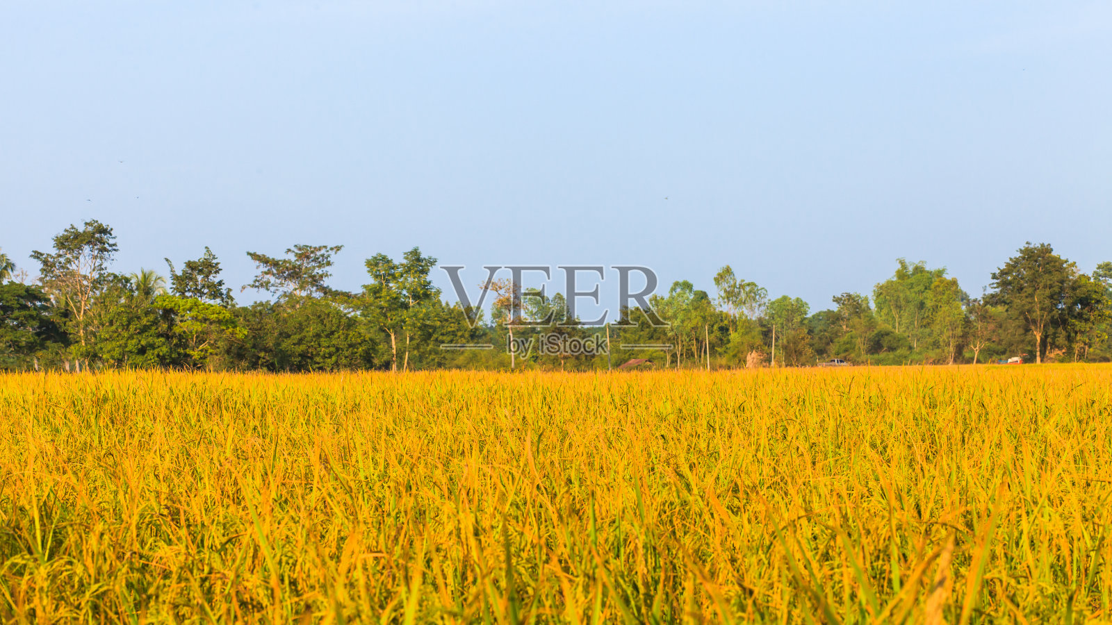 泰国的金色茉莉稻田。照片摄影图片